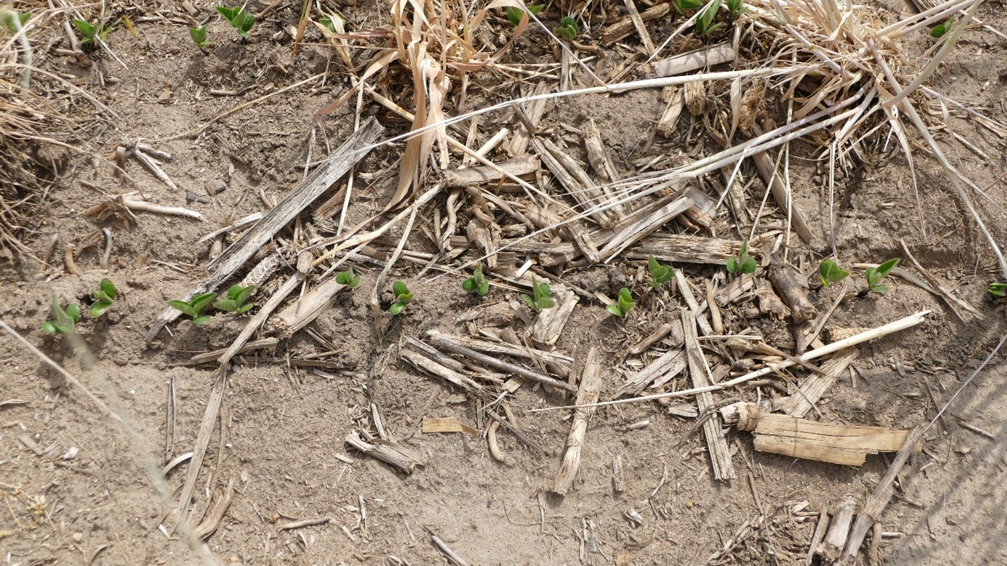 Soybeans emerging